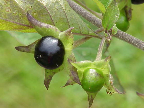 Datei:600px-Atropa bella-donna0.jpg