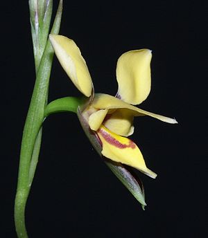 Datei:300px-Diuris drummondii 280403.jpg