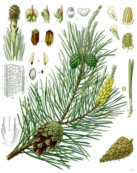 Datei:Pinus sylvestris - Köhler–s Medizinal-Pflanzen-106.jpg
