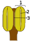 Datei:100px-Anther morphology type dithecal.png