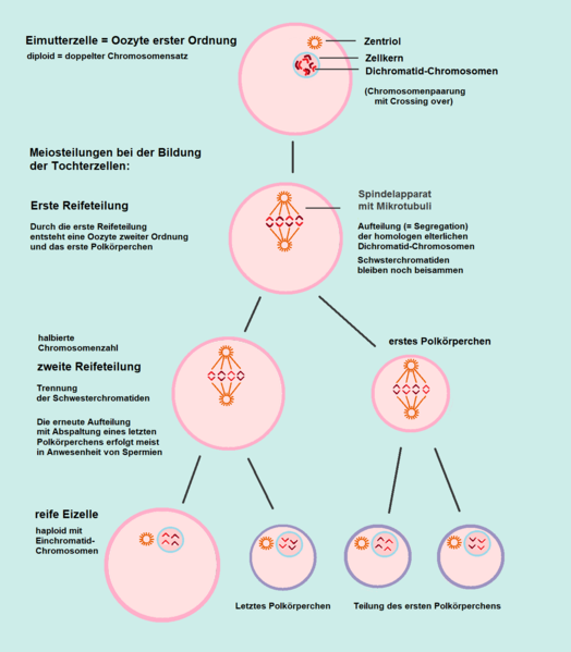 Datei:524px-Oogenese - Meiose.png