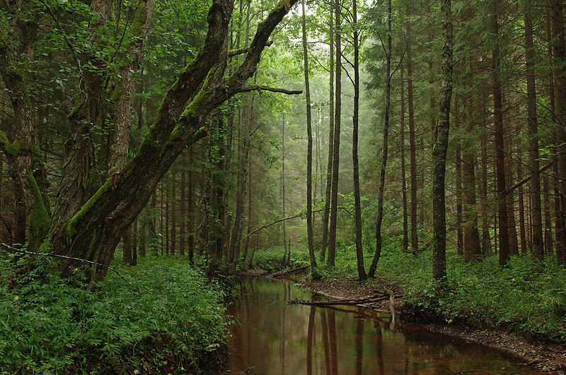 Datei:800px-Tarvasjõgi.jpg