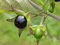 Datei:120px-Atropa bella-donna0.jpg