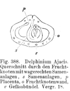 Datei:139px-Samenanlage waagrecht Strasburger 1900.png