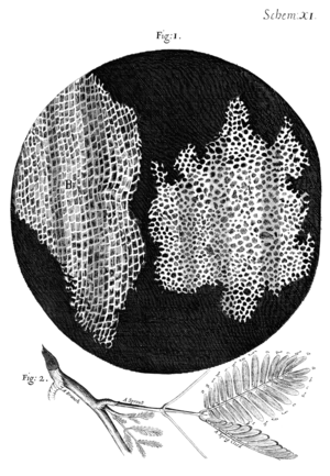 Datei:300px-Cork Micrographia Hooke.png
