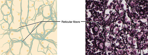 Datei:600px-410 Reticular Tissue.jpg