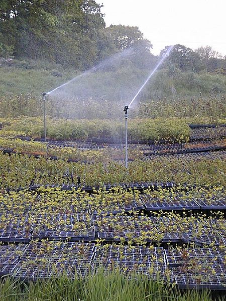 Datei:450px-Tree Nursery in Wales.jpg