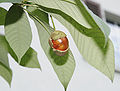 Datei:120px-Aesculus parviflora 02.jpg