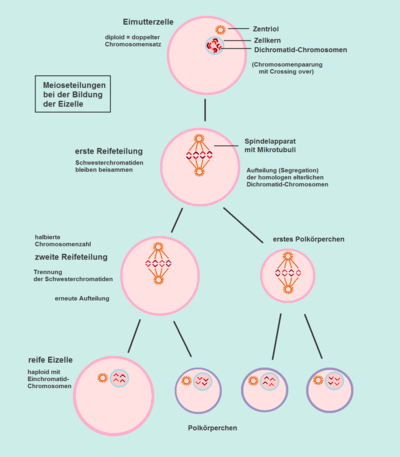 Datei:400px-Oogenese - Meiose.png