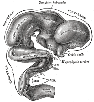 Datei:300px-Gray652.png