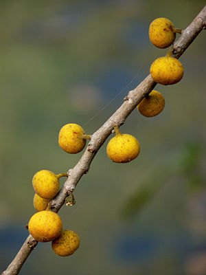 Datei:300px-Ficus exasperata by kadavoor.jpg