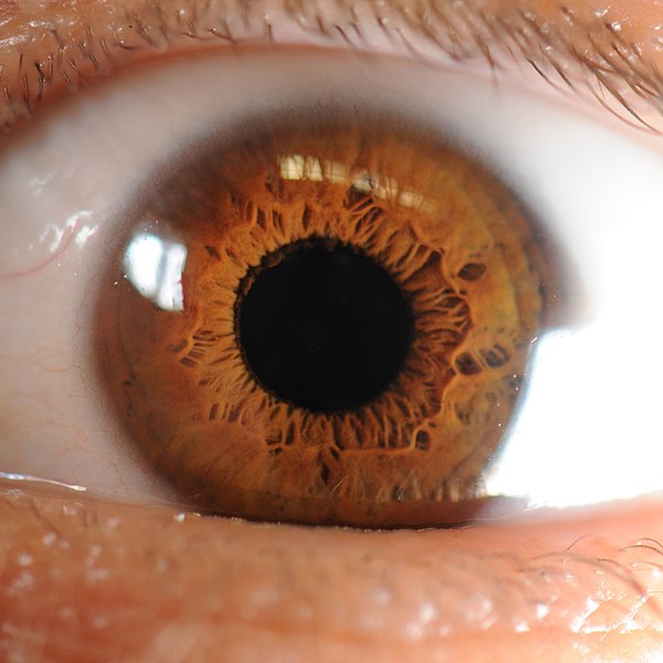 Datei:600px-Iris of the Human Eye.jpg