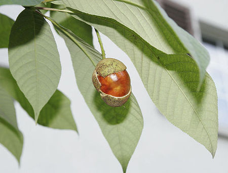 Datei:450px-Aesculus parviflora 02.jpg