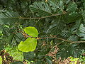 Datei:120px-Fagus sylvatica Lammas shoot 001.jpg