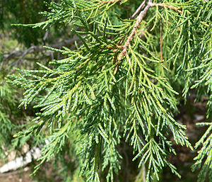 Datei:300px-Juniperus scopulorum 3.jpg