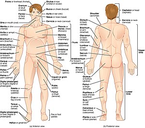 Datei:300px-Regions of Human Body.jpg