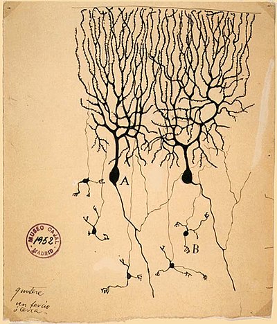 Datei:400px-PurkinjeCell.jpg