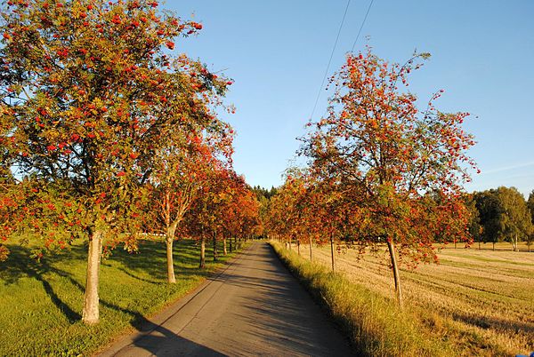 Datei:600px-Vogelbeere allee.jpg