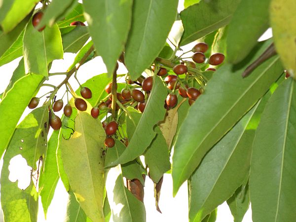 Datei:600px-Ilex chinensis6.jpg