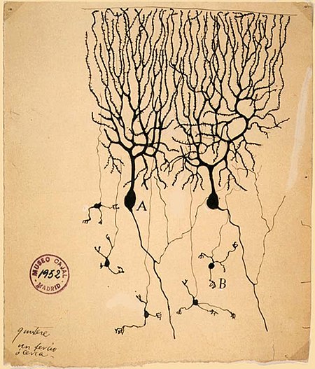 Datei:450px-PurkinjeCell.jpg