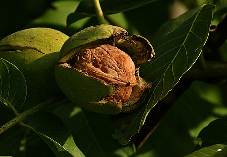 Datei:450px-Juglans regia Echte Walnussfrucht 3.jpg