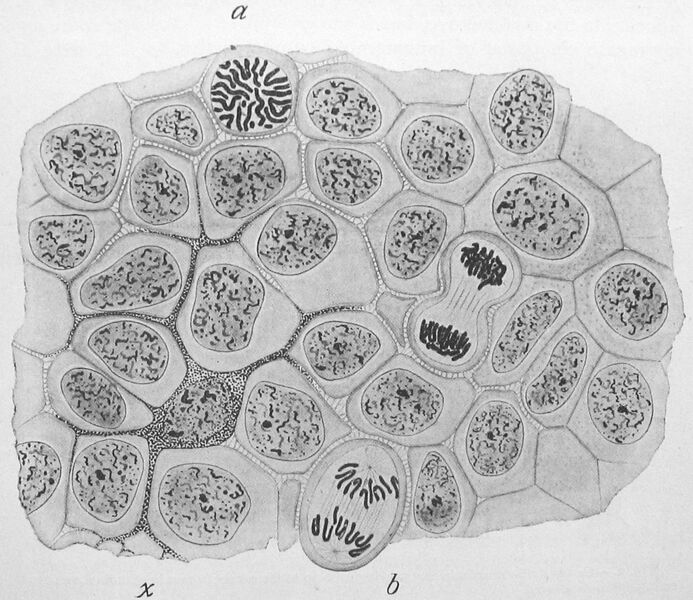 Datei:1040px-Wilson1900Fig1.jpg