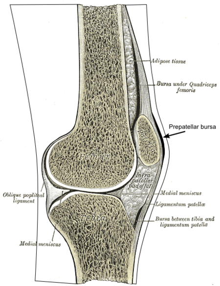 Schleimbeutel – AnthroWiki
