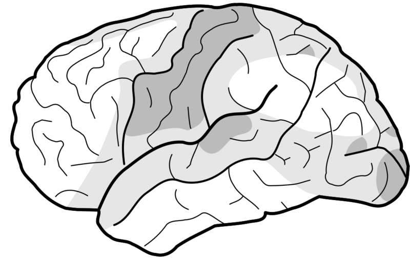 Datei:1032px-Myelinisation.svg.png