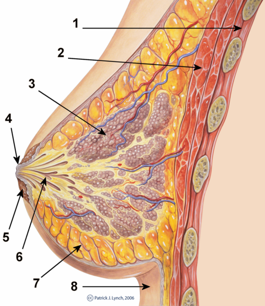 Datei:1036px-Breast anatomy normal scheme.png