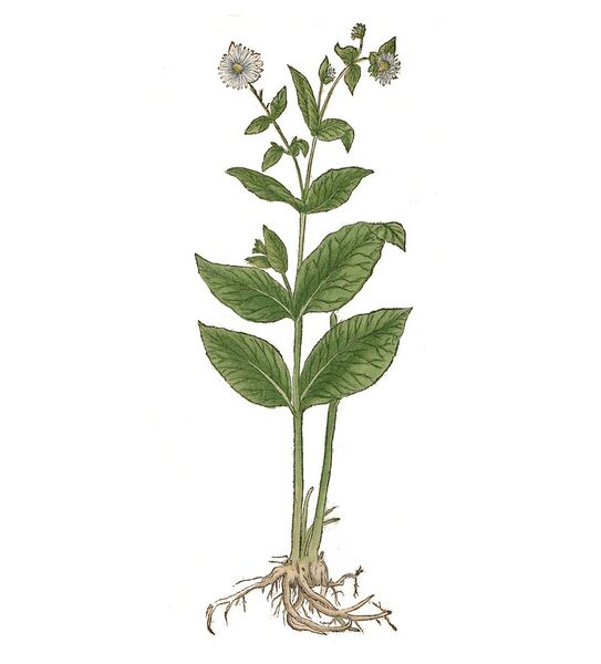 Datei:1085px-Inula Brunfels.jpg