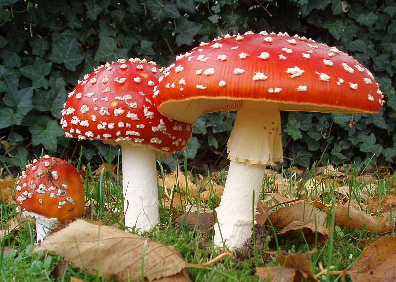 Datei:2006-10-25 Amanita muscaria crop.jpg
