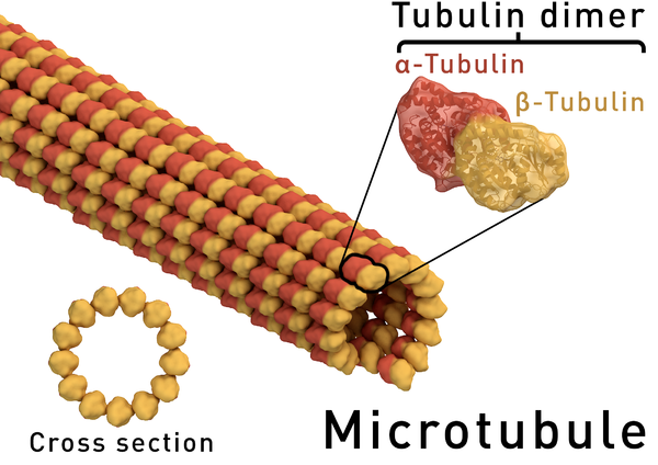 Was Ist Das Zytoskelett Cytoskelett – AnthroWiki