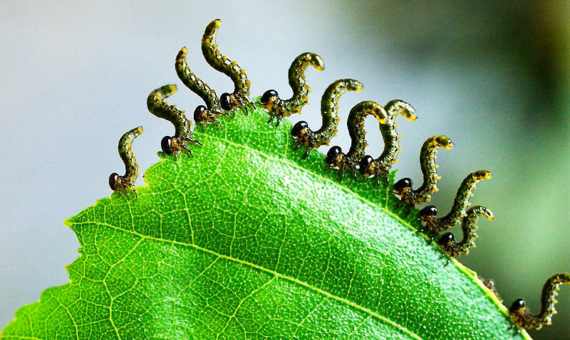 Datei:Concerto for Twelve Saxophones.jpg