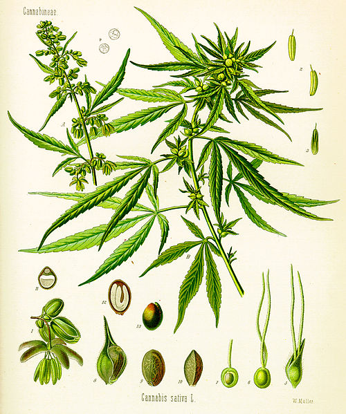 Datei:Cannabis sativa (Köhler).jpg