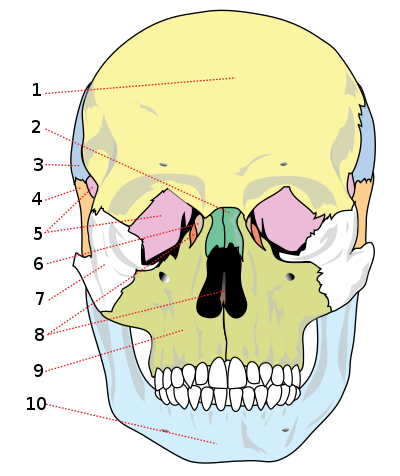 Jochbein – AnthroWiki