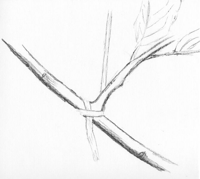 Datei:1004px-Knoten Ast.jpg