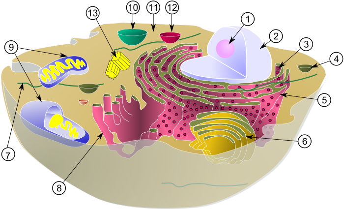 Zellorganell – AnthroWiki