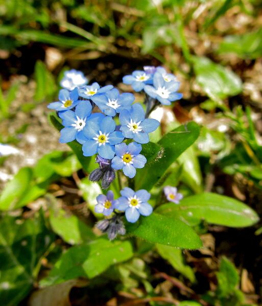 Datei:1026px-Vergiss mein nicht.JPG