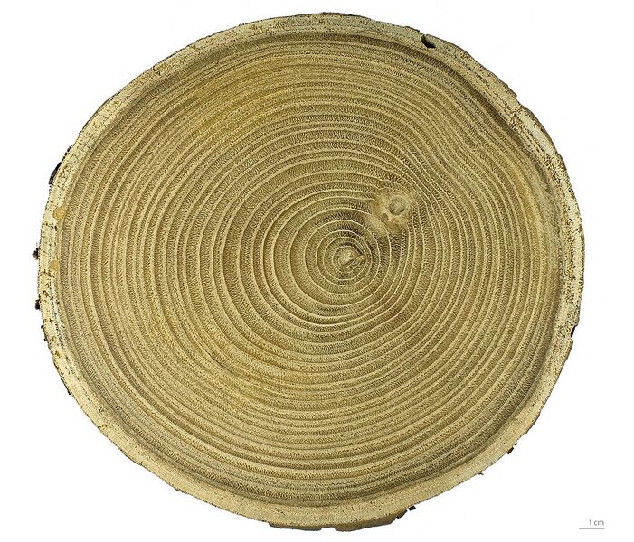 Datei:1052px-Castanea sativa MHNT.BOT.2006.0.1272.JPG