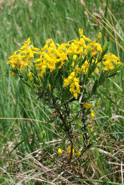 Datei:802px-Genista germanica20080528.jpg