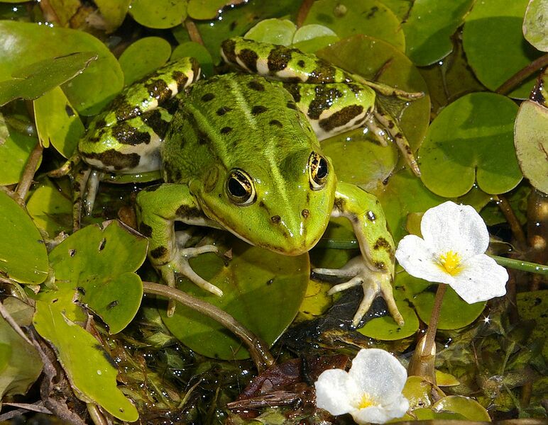 Datei:1157px-PelophylaxEsculentusOnHydrocharis.jpg