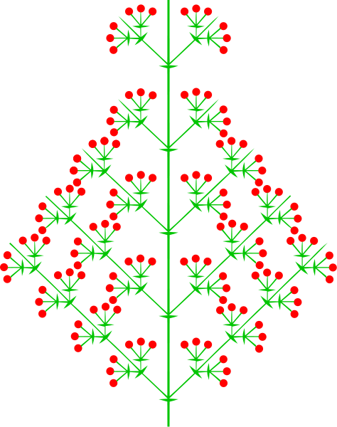 DateiHeterokladische Thyrse (inflorescence).svg AnthroWiki