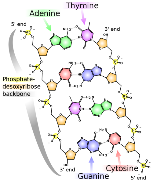 Datei:1028px-Chemische Struktur der DNA.svg.png