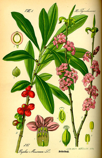 Datei:Illustration Daphne mezereum0.jpg