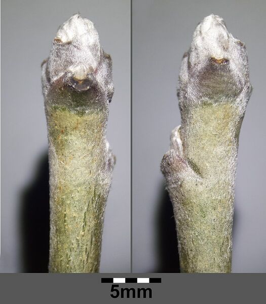 Datei:1049px-Laburnum anagyroides sl1.jpg