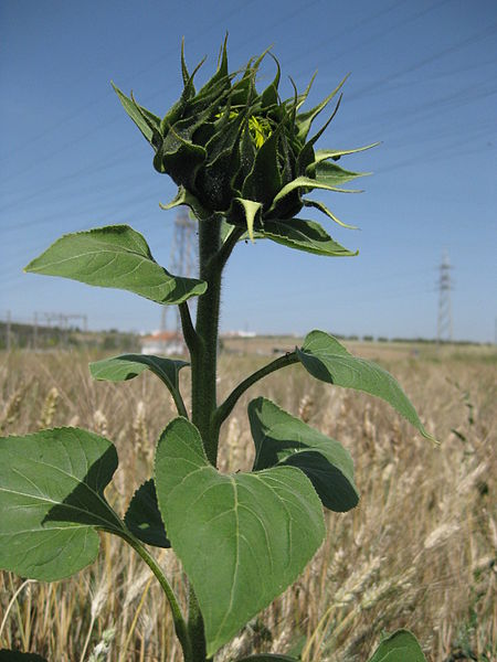 sonnenblume-helianthus-annuus-anthrowiki