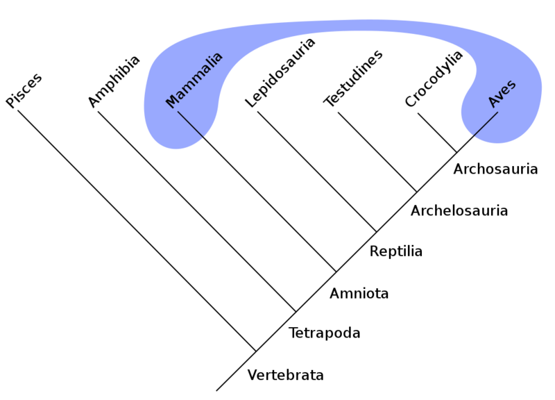 Datei:1000px-Polyphyletic-mammals-birds.svg.png