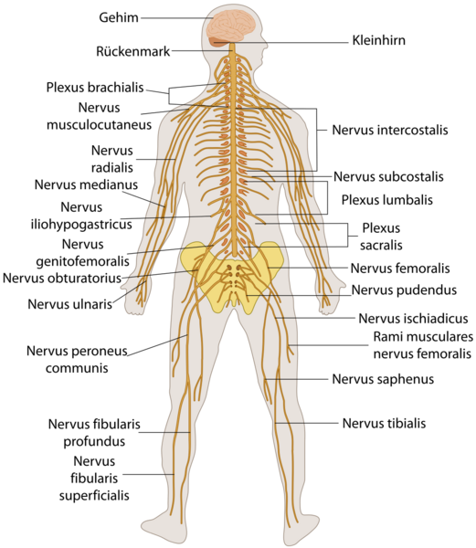 Datei:1042px-TE-Nervous system diagram-de.svg.png
