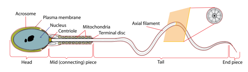 Datei:1050px-Simplified spermatozoon diagram.svg.png