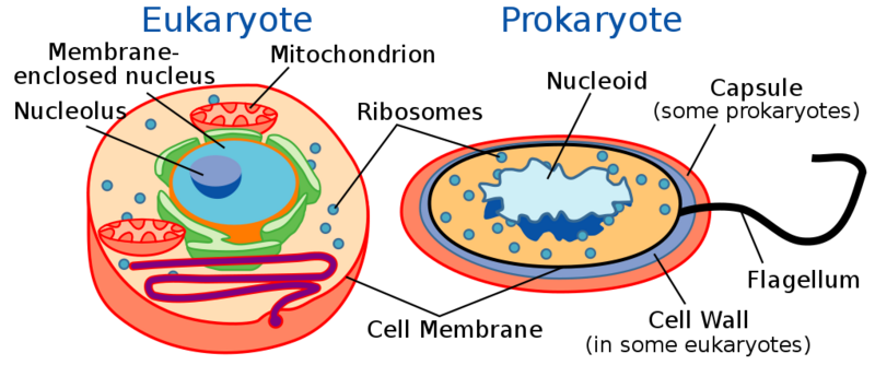 Datei:1020px-Celltypes.svg.png